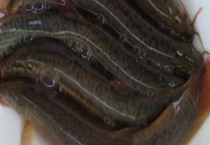 泥鳅的营养价值 附营养成分和食用效果