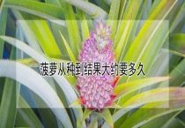 菠萝从种到结果大约要多久？