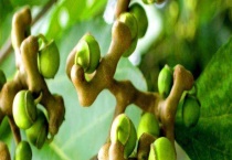 拐枣结果需要几年 拐枣有什么营养价值