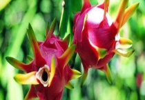 火龙果是仙人掌的果实吗 仙人掌会接果实吗？