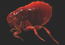 跳蚤会在床上生存吗？