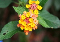 马缨丹花语是什么？