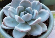 多肉老桩怎么养