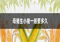 母猪生小猪一般要多久？