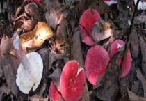 大红菇和毒红菇的区别？ 附大红菇产地