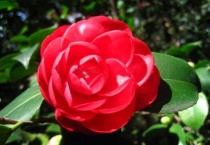 红色山茶花的花语