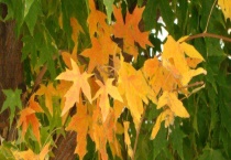 五角枫和槭树的区别？