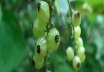 灯笼果何时成熟 附其基本情况介绍