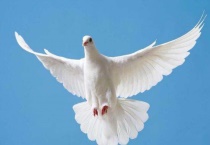 为什么鸽子能当邮递员呢