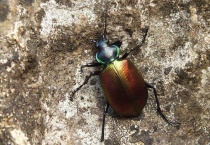 圣甲虫吃什么？