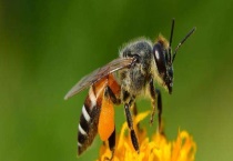 蜜蜂怎么奖励饲喂？附饲喂的时间以及饲料的配制多久？