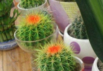 仙人球分离小球多久？