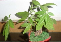 发财树果子可以吃吗？