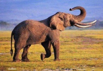 大象是几级保护动物