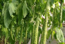 苦瓜苗蔫了怎么办？