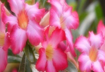 沙漠玫瑰叶子发黄什么原因 生存环境、浇水、温度、通风、病虫害五个原因？