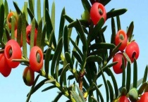 红豆杉结果需要几年 附红豆杉的用途