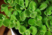 碰碰香扦插时间