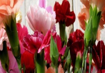 康乃馨鲜花的养法 附康乃馨的生长习性