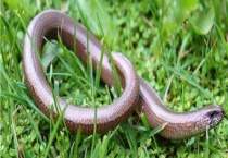 玻璃蛇有毒吗 长什么样