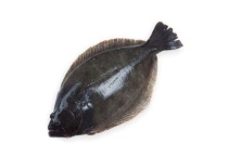 蝶鱼是深海鱼吗？