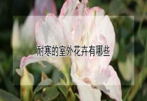 耐寒的室外花卉有哪些？