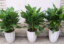 万年青的形态特征 附生长习性