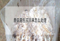 蘑菇菌包买回来怎么多久？