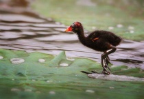 黑水鸡幼崽吃什么？