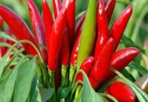 辣椒水对植物有伤害吗？