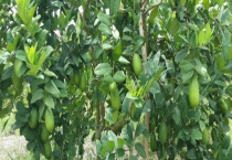 香水柠檬要种植几年才能结果 香水柠檬的种植方式是什么？