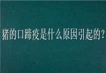 猪的口蹄疫是什么原因引起的