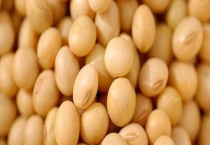 大豆原产地在哪 中国有哪些优质大豆产地