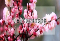 适合南方庭院种植的植物