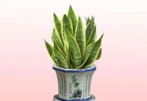 卧室里适合养什么样的植物