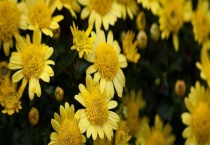 菊花传播种子的方式 有哪些常见品种