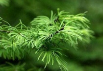 金钱松特点有哪些？