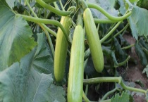 什么是西葫芦最害怕的农药 西葫芦有什么价值