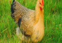 麻黄鸡有些树莓品种 淮南麻黄鸡产地环境怎么样