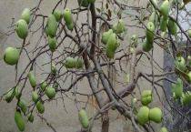 盆栽木瓜开花结果需要几年 附木瓜的种植价值