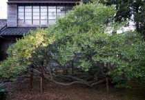 日本吊钟和马醉木的区别？