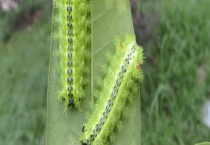 哪些农药可用于刺毛虫 被刺毛虫刺伤了怎么办？