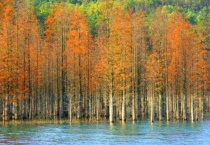 水杉是一种树吗？