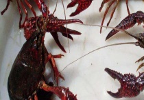 小龙虾烂鳃病防治方法 附预防小龙虾的烂鳃病