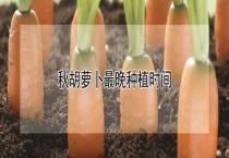 秋胡萝卜最晚种植时间