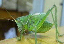 尖头绿蚂蚱的习性