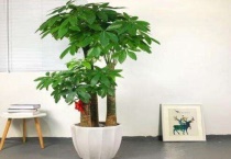 发财树皮全剥了还可以活吗？