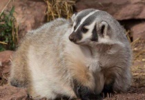 猹和獾的区别？