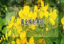 黄金梅耐寒吗？