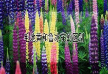 毛地黄和鲁冰花的区别？